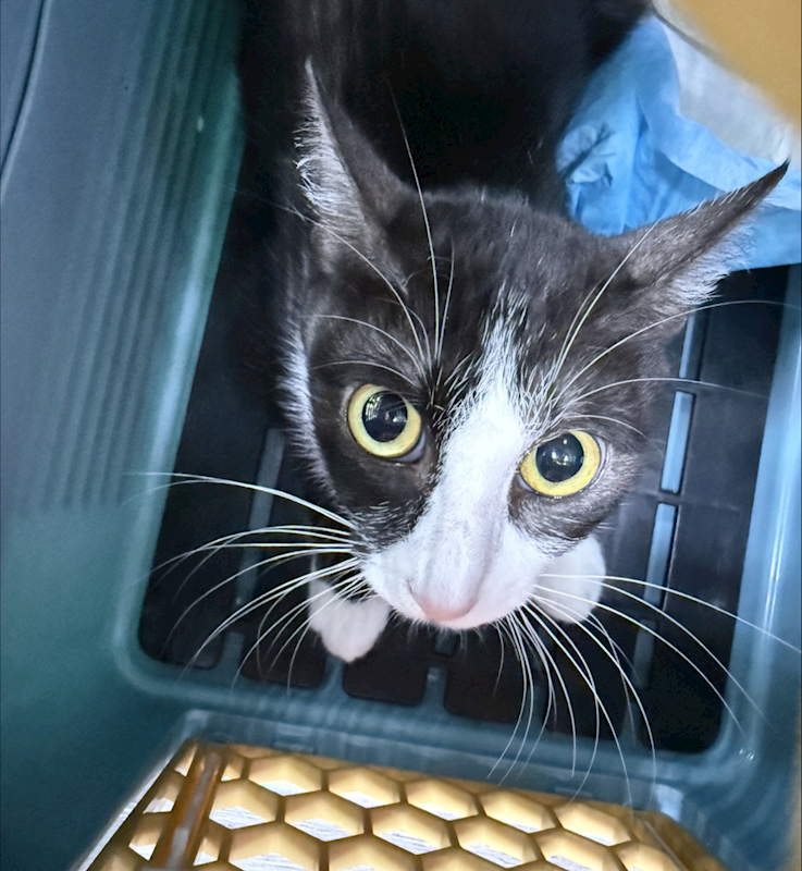 新北市板橋區公立動物之家,編號:427044, 混種貓                 