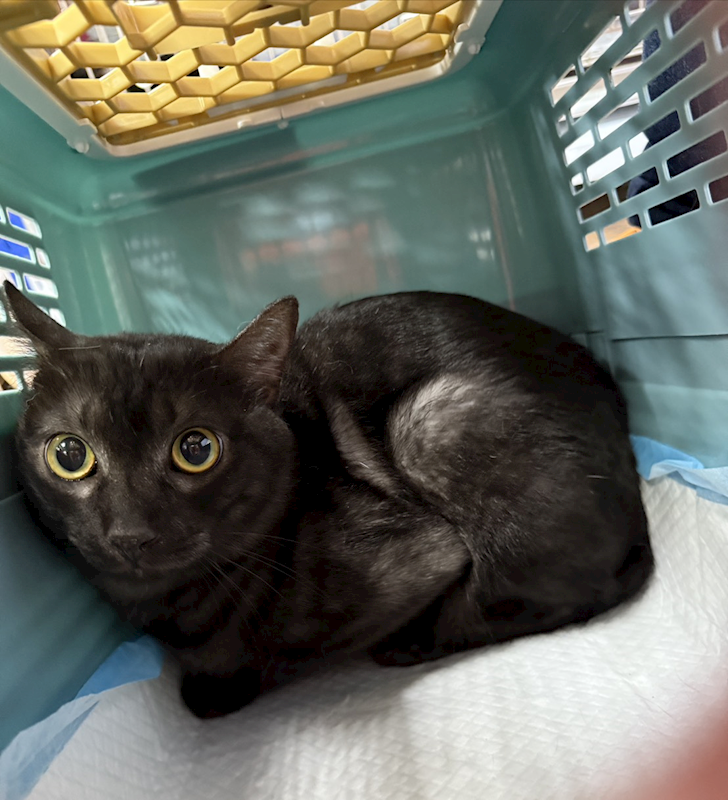 新北市板橋區公立動物之家,編號:427045, 混種貓                 