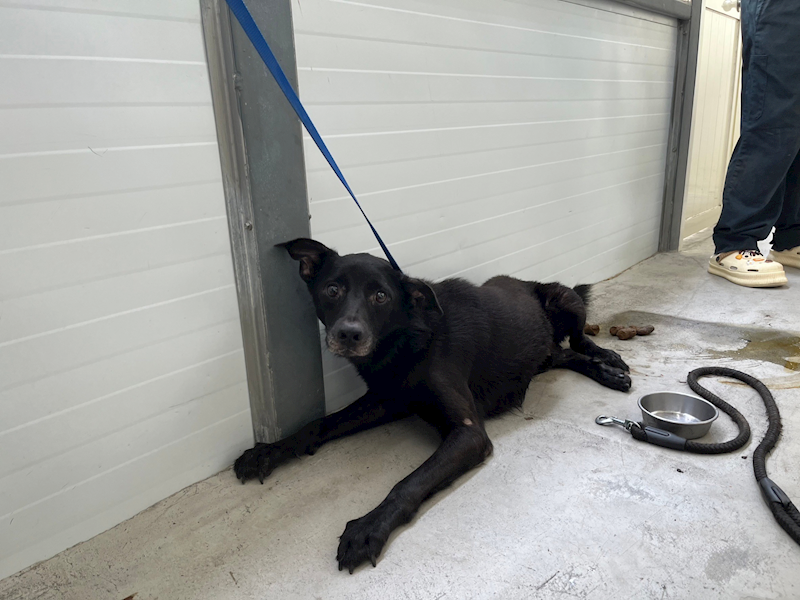 臺北市動物之家,編號:317880, 混種犬          