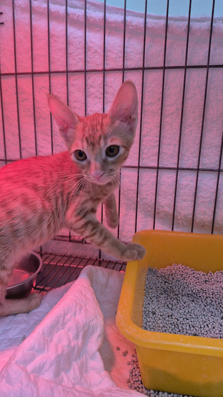 新北市八里區公立動物之家,編號:426963, 混種貓                 