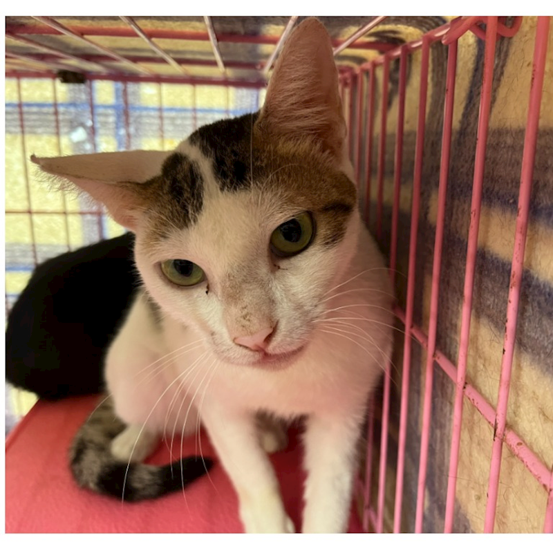 臺北市動物之家,編號:414873, 混種貓                 