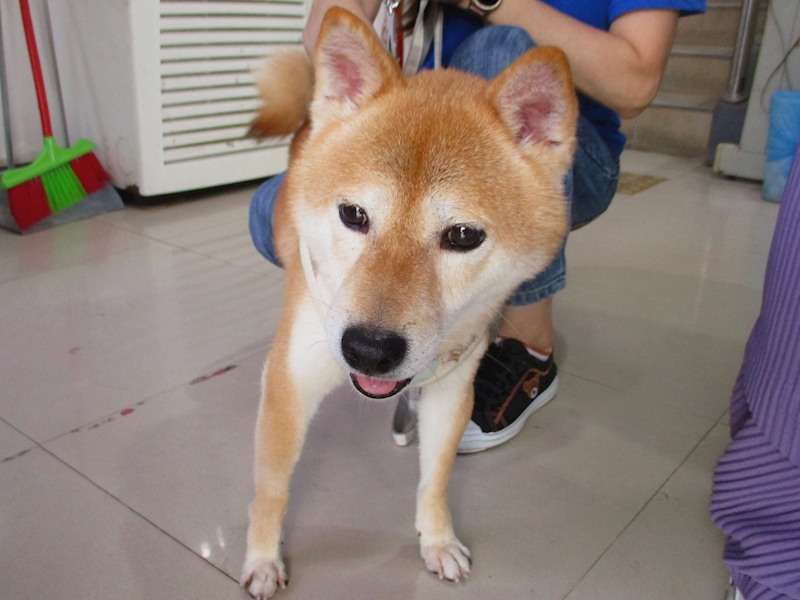 高雄市壽山動物保護教育園區,編號:427190, 柴犬                  