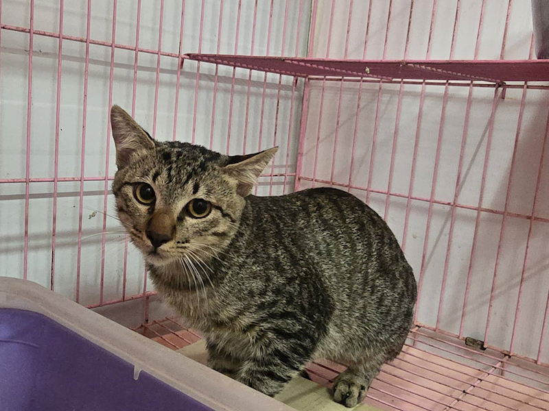 臺北市動物之家,編號:425837, 混種貓                 