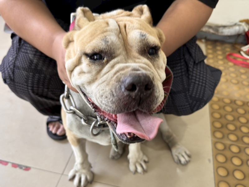 高雄市壽山動物保護教育園區,編號:427187, 美國惡霸犬