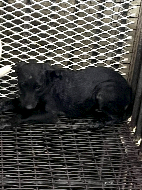 彰化縣流浪狗中途之家,編號:427209, 混種犬          