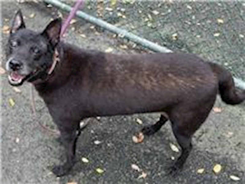 臺北市動物之家,編號:31461, 混種犬          