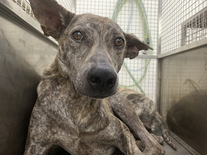 臺北市動物之家,編號:424038, 混種犬          