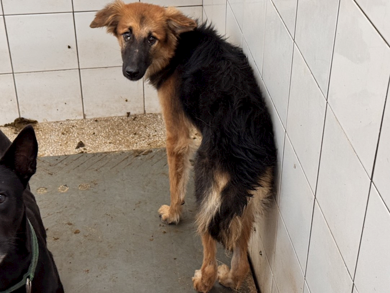 高雄市壽山動物保護教育園區,編號:427186, 混種犬          