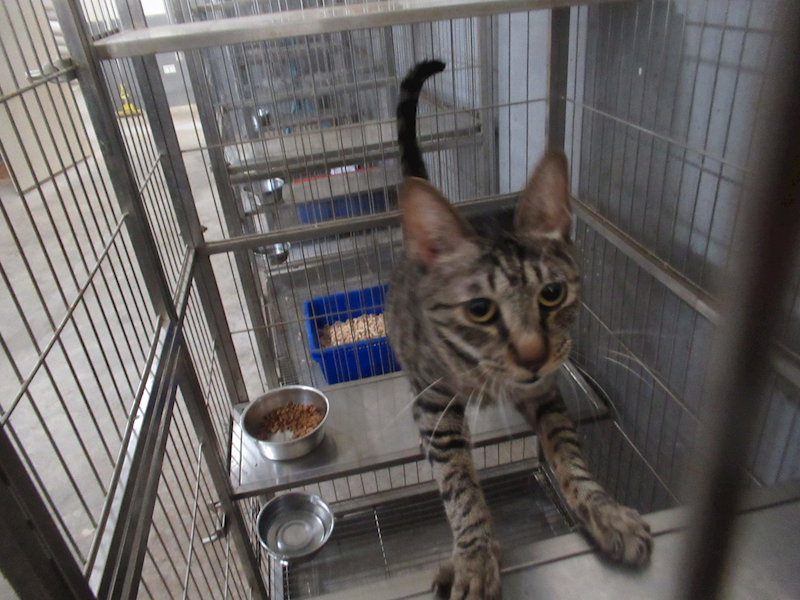 新竹市動物保護教育園區,編號:427195, 混種貓                 