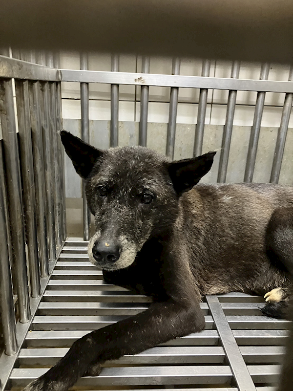 新北市新店區公立動物之家,編號:402433, 混種犬          