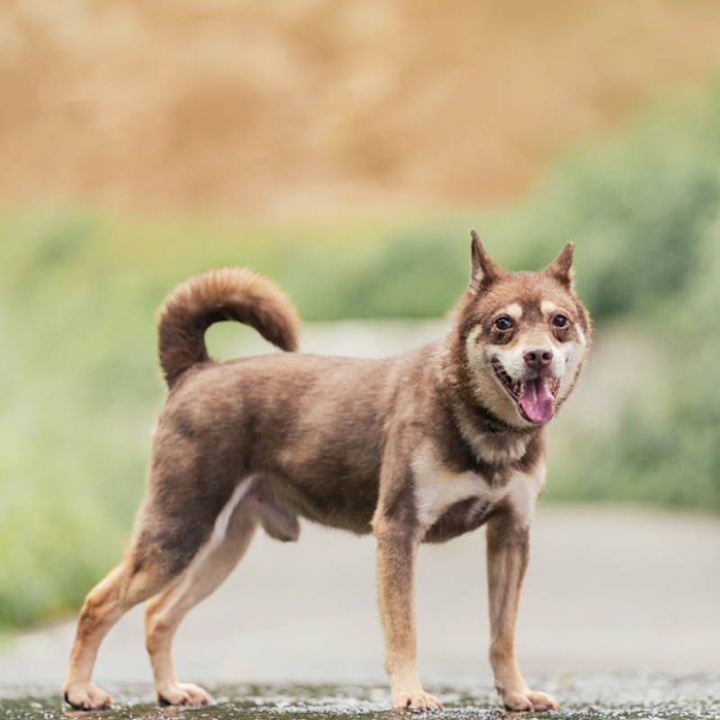 新北市新店區公立動物之家,編號:401654, 混種犬          