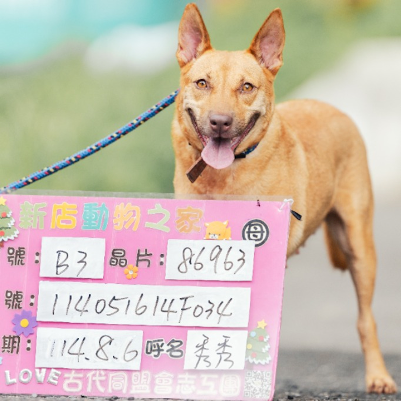 新北市新店區公立動物之家,編號:405959, 混種犬          