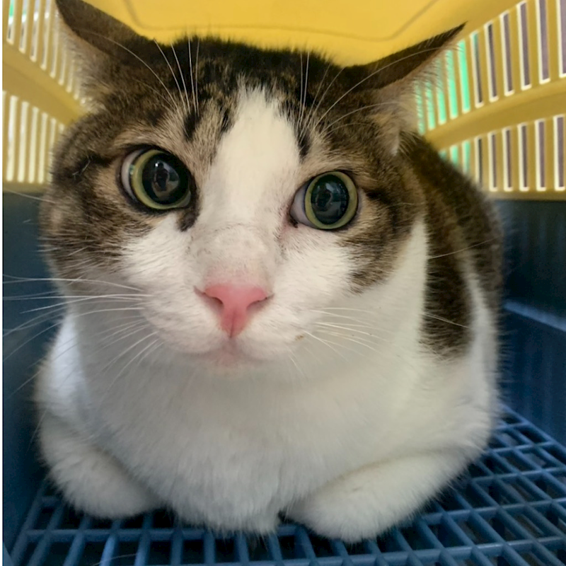 臺南市動物之家灣裡站,編號:418774, 混種貓                 