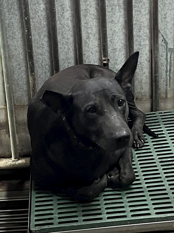 彰化縣流浪狗中途之家,編號:427343, 混種犬          