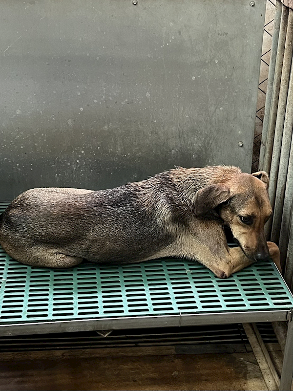 彰化縣流浪狗中途之家,編號:427342, 混種犬          