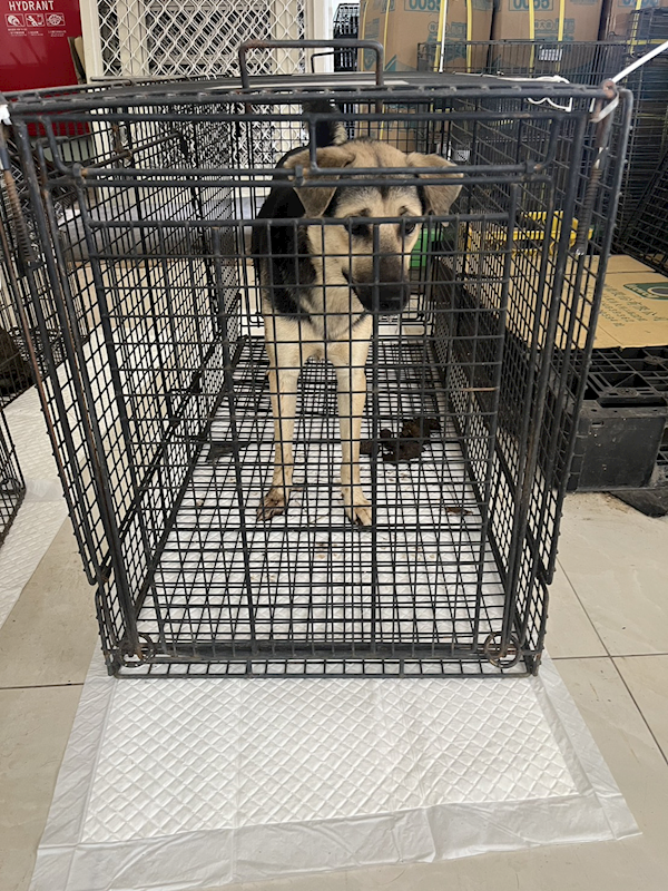 金門縣動物收容中心,編號:427304, 混種犬          