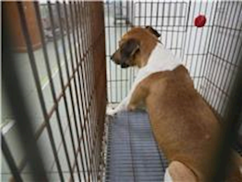 臺南市動物之家善化站,編號:279371, 混種犬          