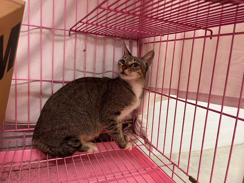 臺北市動物之家,編號:334505, 混種貓                 