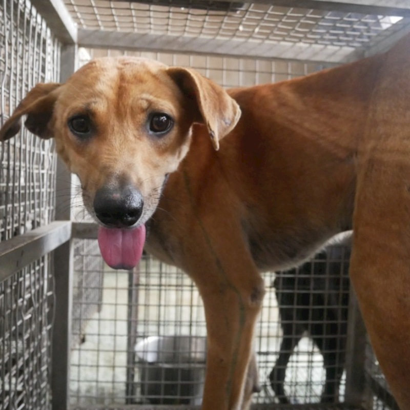 臺南市動物之家善化站,編號:315025, 混種犬          