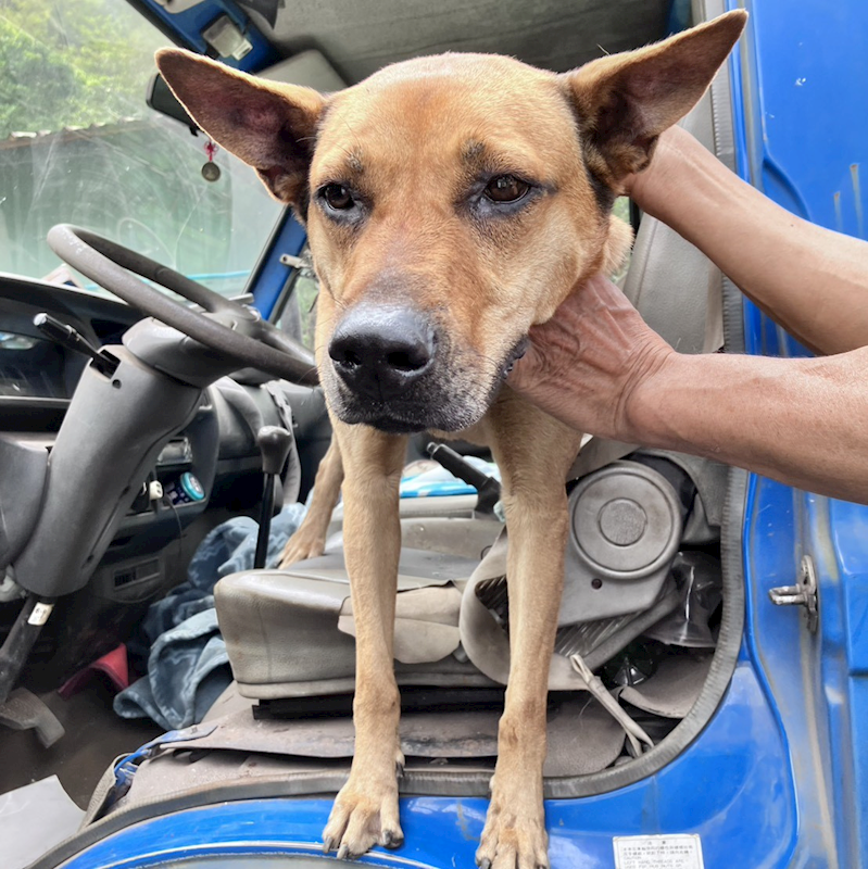 新北市新店區公立動物之家,編號:404632, 混種犬          