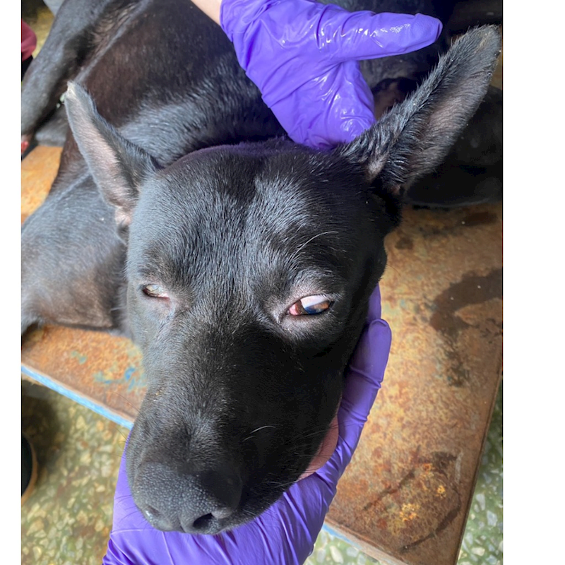 臺南市動物之家善化站,編號:427018, 混種犬          