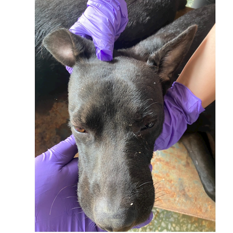 臺南市動物之家善化站,編號:427020, 混種犬          