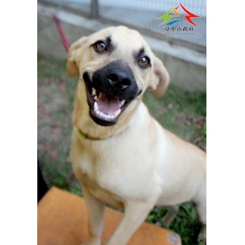 臺中市動物之家后里園區,編號:425807, 混種犬          