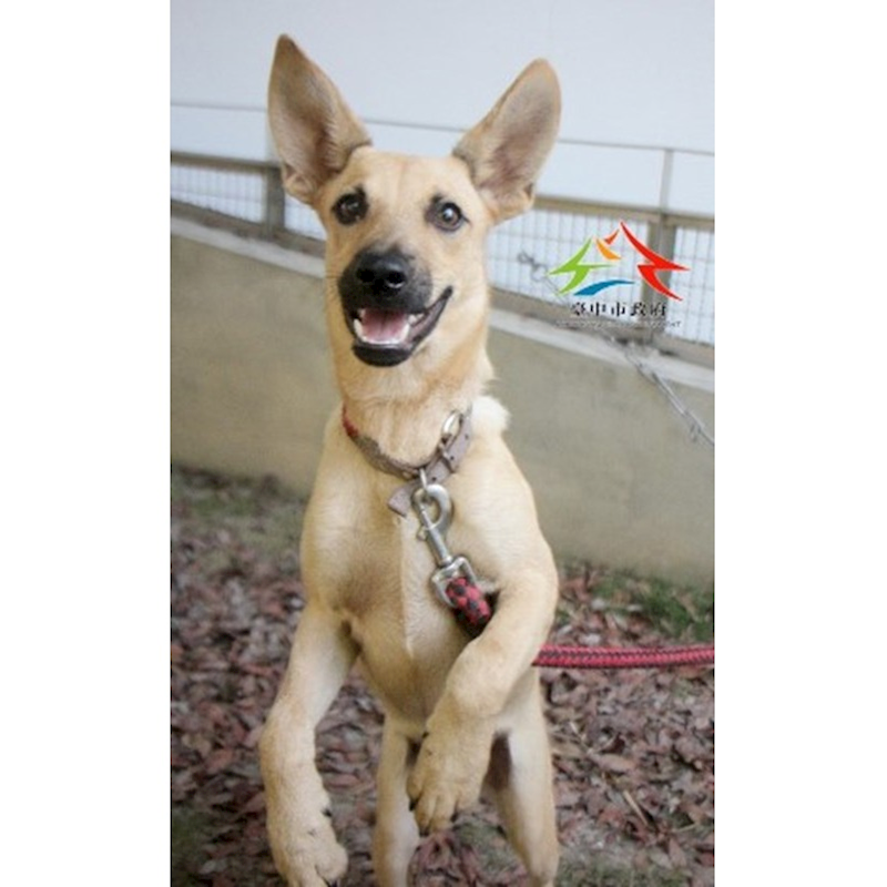 臺中市動物之家后里園區,編號:425808, 混種犬          