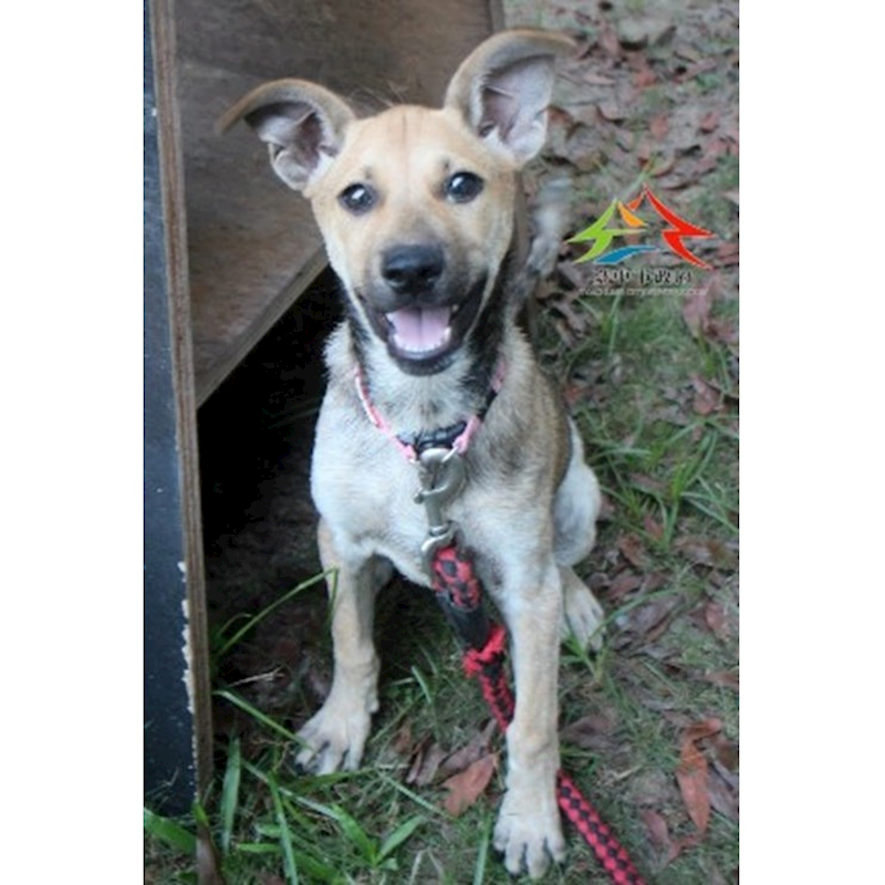 臺中市動物之家后里園區,編號:425564, 混種犬          
