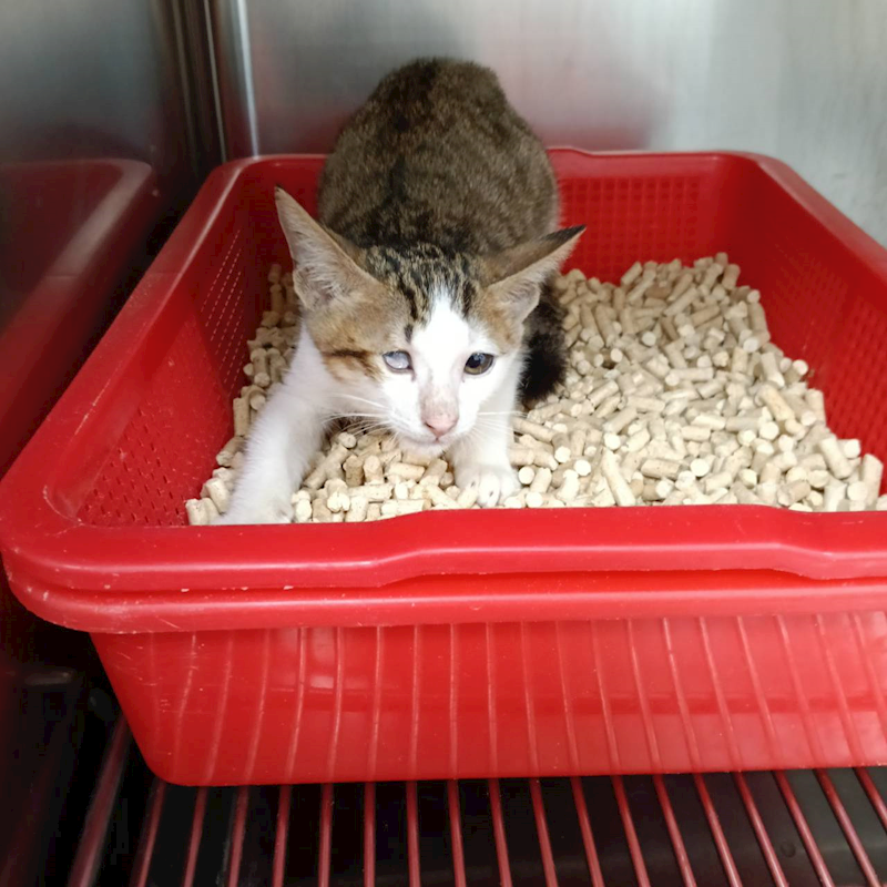 新竹市動物保護教育園區,編號:422318, 混種貓                 