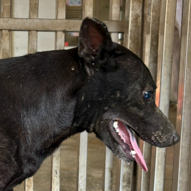 臺南市動物之家善化站,編號:419186, 混種犬          