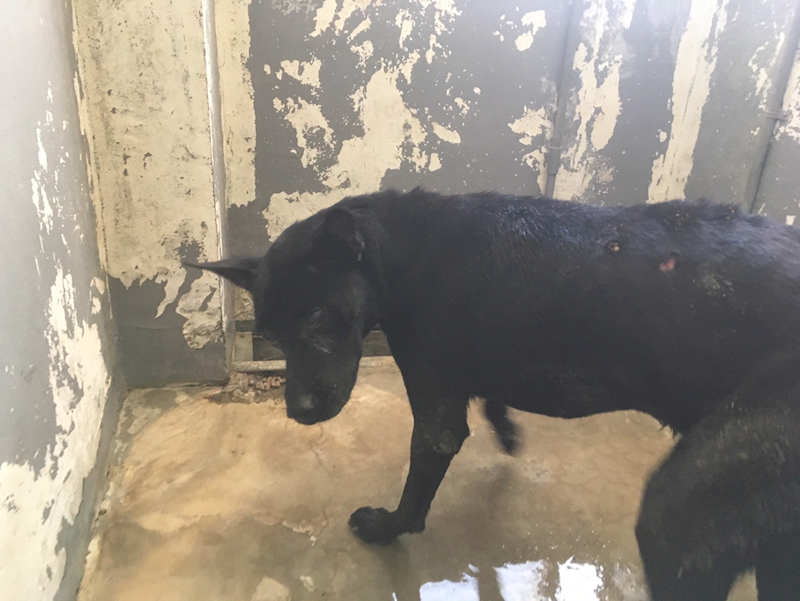 新竹市動物保護教育園區,編號:421339, 混種犬          