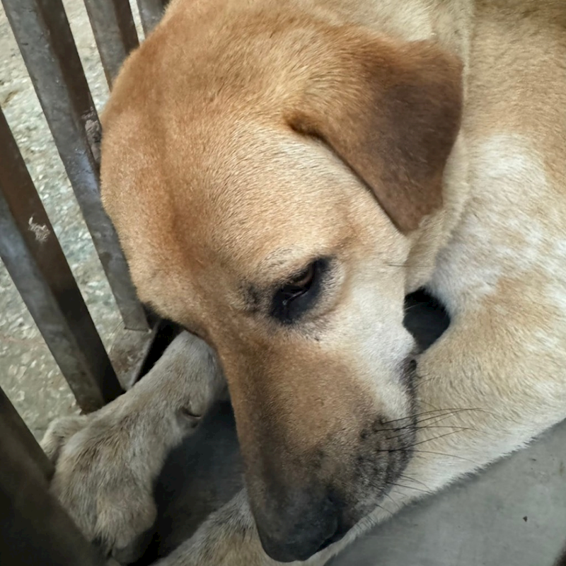 臺南市動物之家善化站,編號:394623, 混種犬          