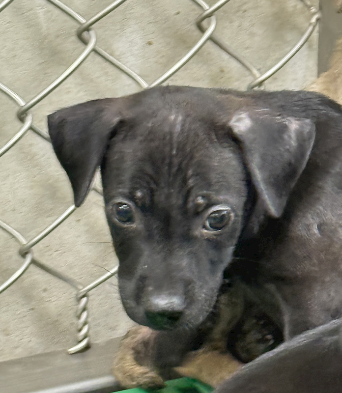 臺東縣動物收容中心,編號:426988, 混種犬          