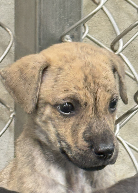 臺東縣動物收容中心,編號:426987, 混種犬          