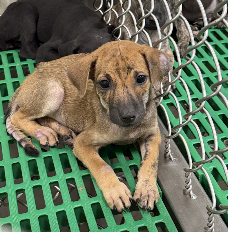 臺東縣動物收容中心,編號:426983, 混種犬          