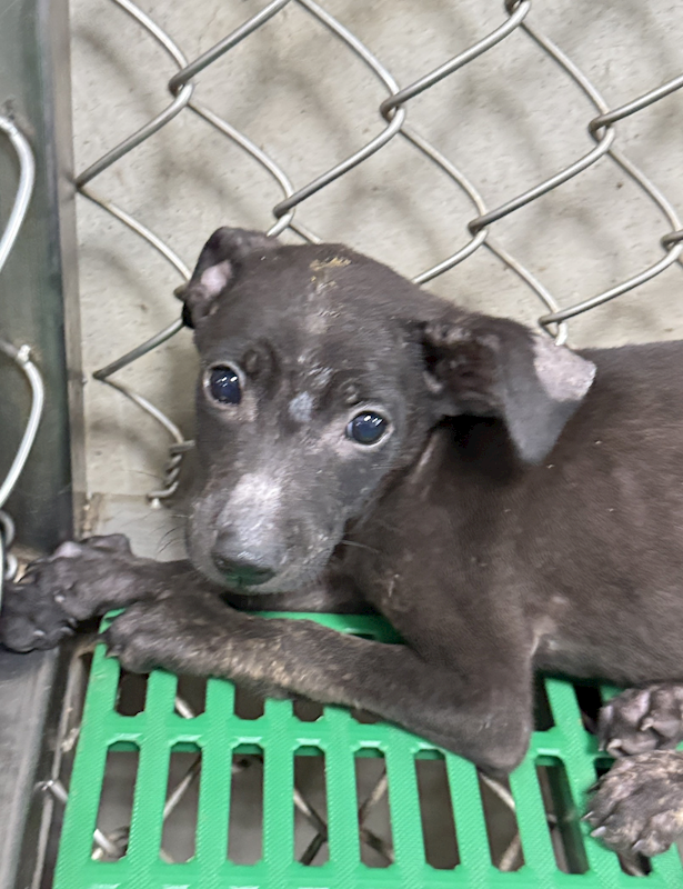 臺東縣動物收容中心,編號:426985, 混種犬          