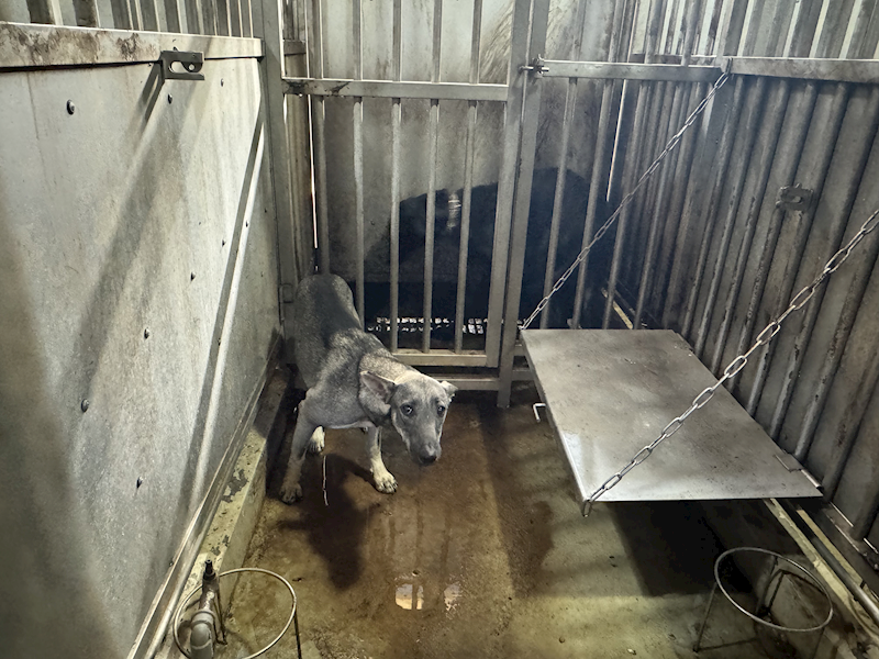 臺南市動物之家善化站,編號:387020, 混種犬          