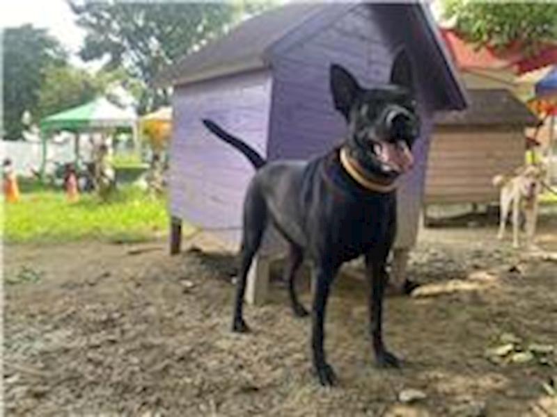 臺南市動物之家善化站,編號:110589, 混種犬          