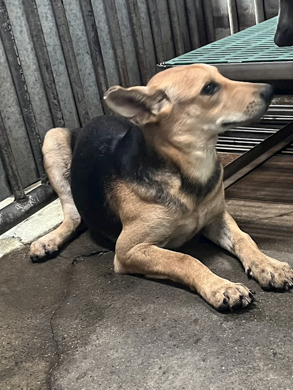 彰化縣流浪狗中途之家,編號:427492, 混種犬          