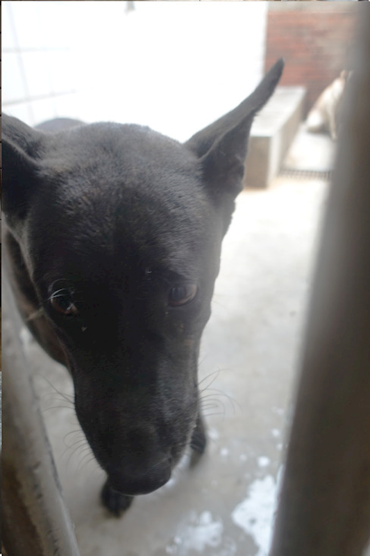 宜蘭縣流浪動物中途之家,編號:427476, 混種犬          