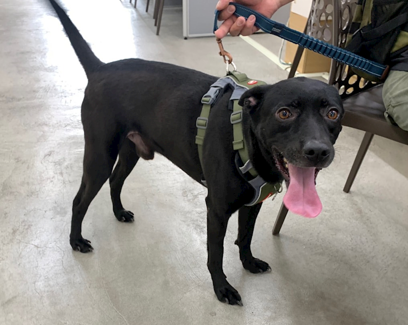 臺北市動物之家,編號:413594, 混種犬          