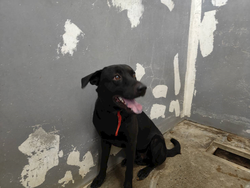 新竹市動物保護教育園區,編號:425234, 混種犬          