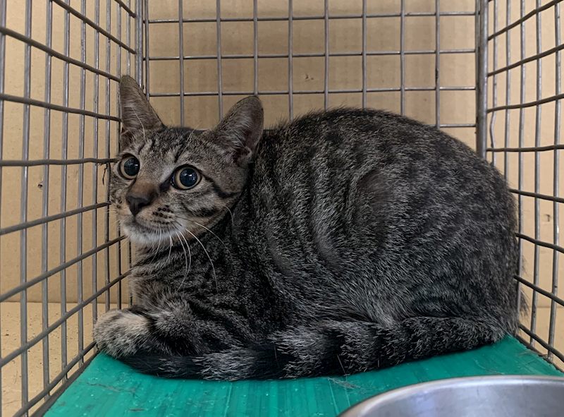 臺北市動物之家,編號:419216, 混種貓                 