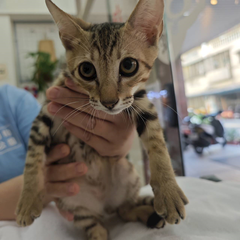 新北市淡水區公立動物之家,編號:426529, 混種貓                 