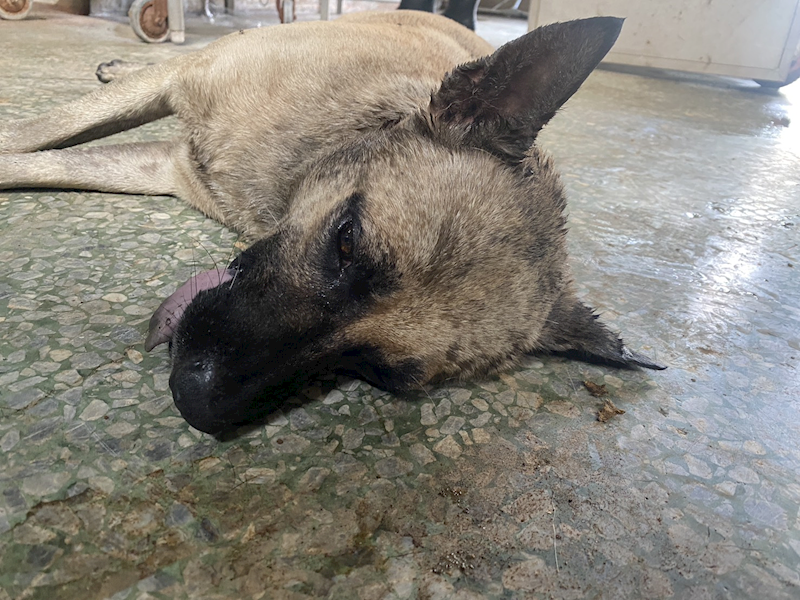 臺南市動物之家善化站,編號:413128, 混種犬          