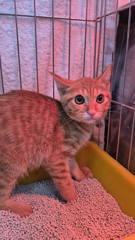 新北市八里區公立動物之家,編號:427502, 混種貓                 