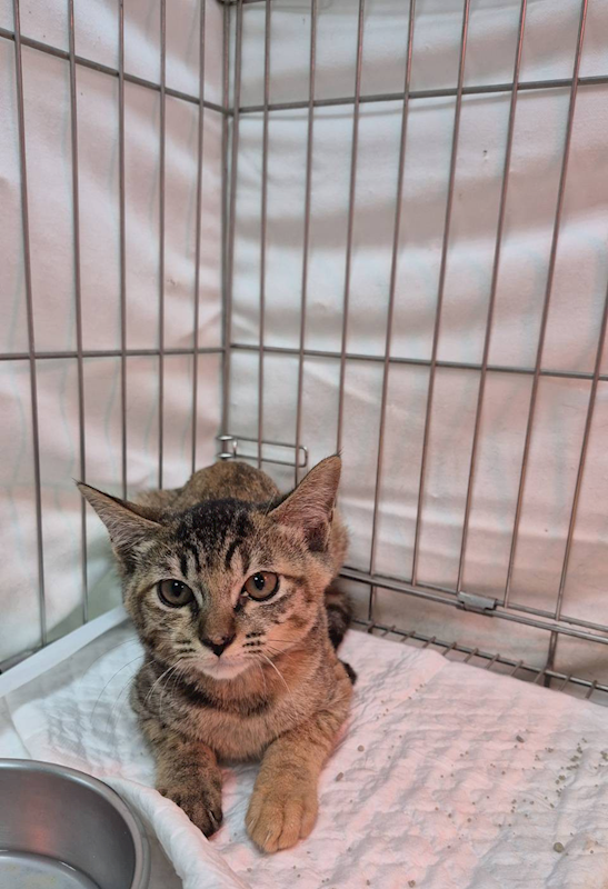 新北市八里區公立動物之家,編號:427503, 混種貓                 