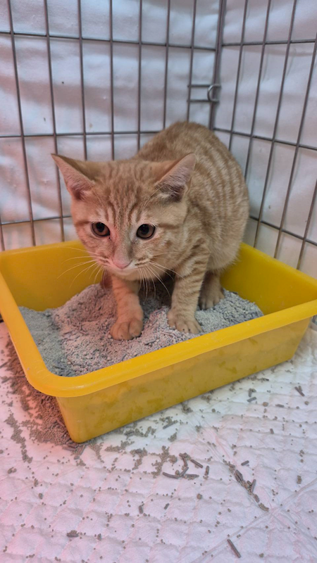 新北市八里區公立動物之家,編號:427504, 混種貓                 