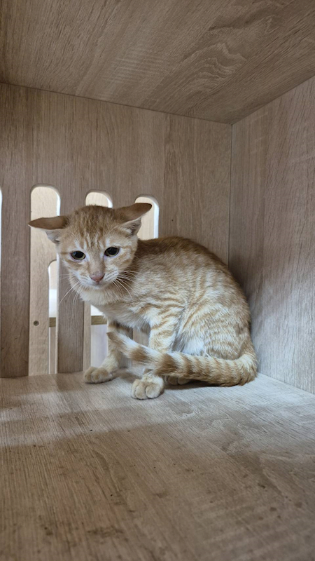 新北市八里區公立動物之家,編號:427507, 混種貓                 